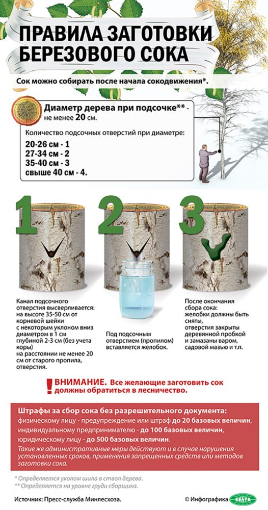 О сборе березового сока